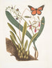 Viscum racine bulbeuse Viscum caryophyllodes c Papillio c - Mark Catesby — weergave van het kunstwerk