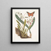 Viscum racine bulbeuse Viscum caryophyllodes c Papillio c - Mark Catesby — ingelijst kunstwerk aan de muur