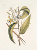 Volubilis silicosa Feuille de plantain mexicain Le Vanelloe - Mark Catesby — weergave van het kunstwerk