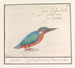 van de IJsvogel Alcedo atthis - Anselmus Botius de Boodt — weergave van het kunstwerk