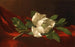 Magnolia - Martin Johnson Heade — weergave van het kunstwerk