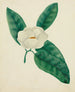 Magnolia - Mary Altha Nims — weergave van het kunstwerk