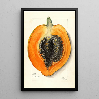 Mary Daisy Arnold - Carica papaya.webp