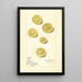 Citrus aurantiifolia Key - Mary Daisy Arnold — ingelijst kunstwerk aan de muur