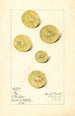 Citrus aurantiifolia Key - Mary Daisy Arnold — weergave van het kunstwerk