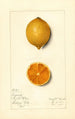 Citrus limon Bizarrie - Mary Daisy Arnold — weergave van het kunstwerk