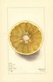 Citrus paradisi No - Mary Daisy Arnold — weergave van het kunstwerk