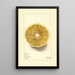 Citrus paradisi No - Mary Daisy Arnold — ingelijst kunstwerk aan de muur