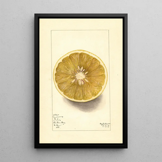 Mary Daisy Arnold - Citrus paradisi No.webp