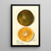 Citrus sinensis - Mary Daisy Arnold — ingelijst kunstwerk aan de muur