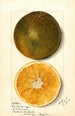 Citrus sinensis - Mary Daisy Arnold — weergave van het kunstwerk