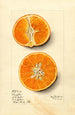 Citrus sinensis Temple - Mary Daisy Arnold — weergave van het kunstwerk
