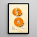 Citrus sinensis Temple - Mary Daisy Arnold — ingelijst kunstwerk aan de muur