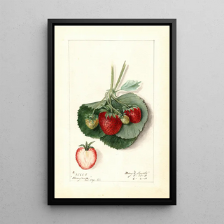 Mary Daisy Arnold - Fragaria Barrymore.webp