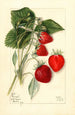 Fragaria Dunlap - Mary Daisy Arnold — weergave van het kunstwerk