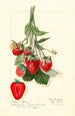 Fragaria Epsey - Mary Daisy Arnold — weergave van het kunstwerk