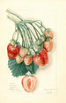 Fragaria Manhattan - Mary Daisy Arnold — weergave van het kunstwerk