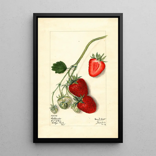 Mary Daisy Arnold - Fragaria Outlander.webp