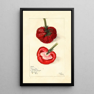 Mary Daisy Arnold - Fragaria Princess Ena.webp