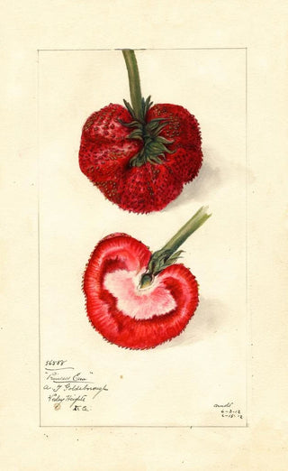 Mary Daisy Arnold - Fragaria Princess Ena.webp