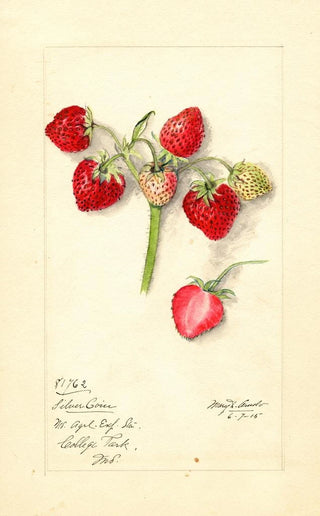 Mary Daisy Arnold - Fragaria Silver Coin.webp