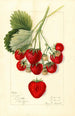 Fragaria Texas - Mary Daisy Arnold — ingelijst kunstwerk aan de muur