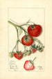 Fragaria Wooster - Mary Daisy Arnold — weergave van het kunstwerk