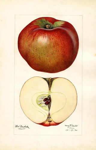 Mary Daisy Arnold - Malus domestica Lord Stradbroke.webp