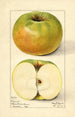 Malus domestica Nixonite - Mary Daisy Arnold — weergave van het kunstwerk