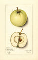 Malus domestica Trenton Early - Mary Daisy Arnold — weergave van het kunstwerk