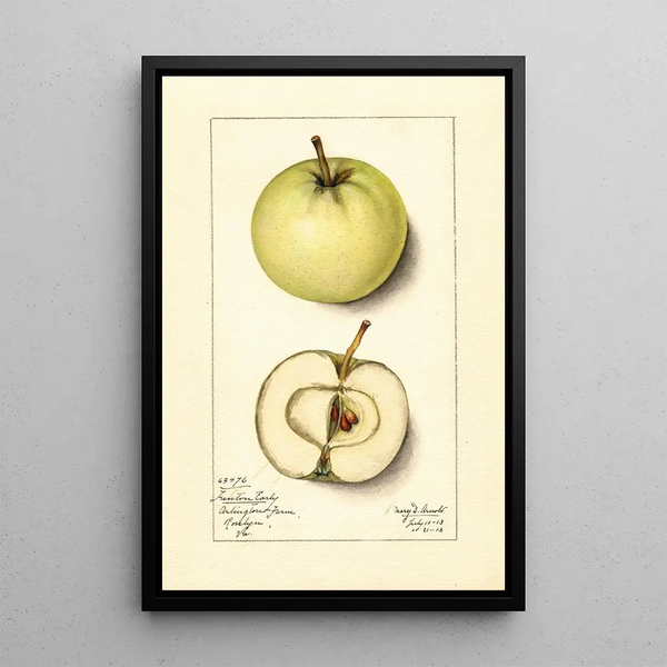 Mary Daisy Arnold - Malus domestica Trenton Early.webp