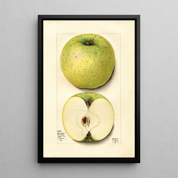 Mary Daisy Arnold - Malus domestica White Pippin.webp