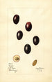 Olea europaea Mission - Mary Daisy Arnold — weergave van het kunstwerk