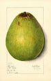 Persea Persea Americana - Mary Daisy Arnold — weergave van het kunstwerk