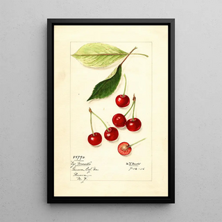 Mary Daisy Arnold - Prunus avium Early Morello.webp