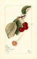 Prunus avium George Glass - Mary Daisy Arnold — weergave van het kunstwerk