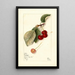 Prunus avium George Glass - Mary Daisy Arnold — ingelijst kunstwerk aan de muur