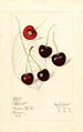 Prunus avium Schmidt - Mary Daisy Arnold — weergave van het kunstwerk