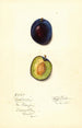 Prunus domestica Earliana - Mary Daisy Arnold — weergave van het kunstwerk
