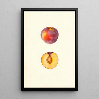 Mary Daisy Arnold - Prunus domestica Farmosa.webp