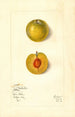 Prunus domestica Kelbolan - Mary Daisy Arnold — weergave van het kunstwerk