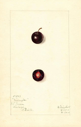 Mary Daisy Arnold - Prunus domestica Wachampa.webp