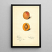 Prunus mume Schologi - Mary Daisy Arnold | Reproduction — ingelijst kunstwerk aan de muur