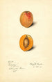 Prunus mume Schologi - Mary Daisy Arnold | Reproduction — weergave van het kunstwerk