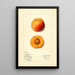 Prunus mume Stanford - Mary Daisy Arnold — ingelijst kunstwerk aan de muur