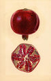Punica granatum Grenade - Mary Daisy Arnold — weergave van het kunstwerk