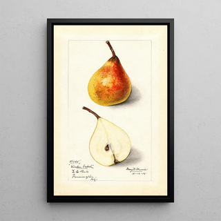 Mary Daisy Arnold - Pyrus communis Worden Seckel.webp