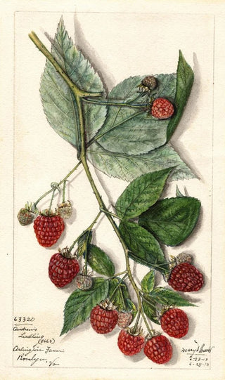 Mary Daisy Arnold - Rubus Andrews.webp