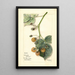 Rubus Brinkles Orange - Mary Daisy Arnold — ingelijst kunstwerk aan de muur