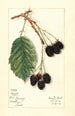 Rubus Haupt - Mary Daisy Arnold — weergave van het kunstwerk